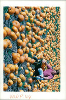 Pumpkin Squash - Vintage Photograph