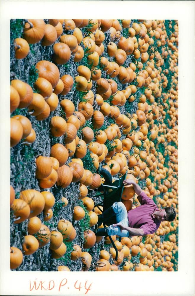 Pumpkin Squash - Vintage Photograph
