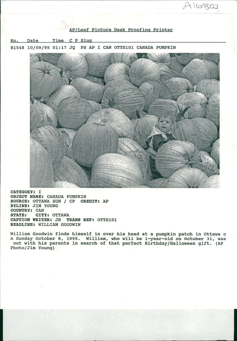 Pumpkin Squash - Vintage Photograph