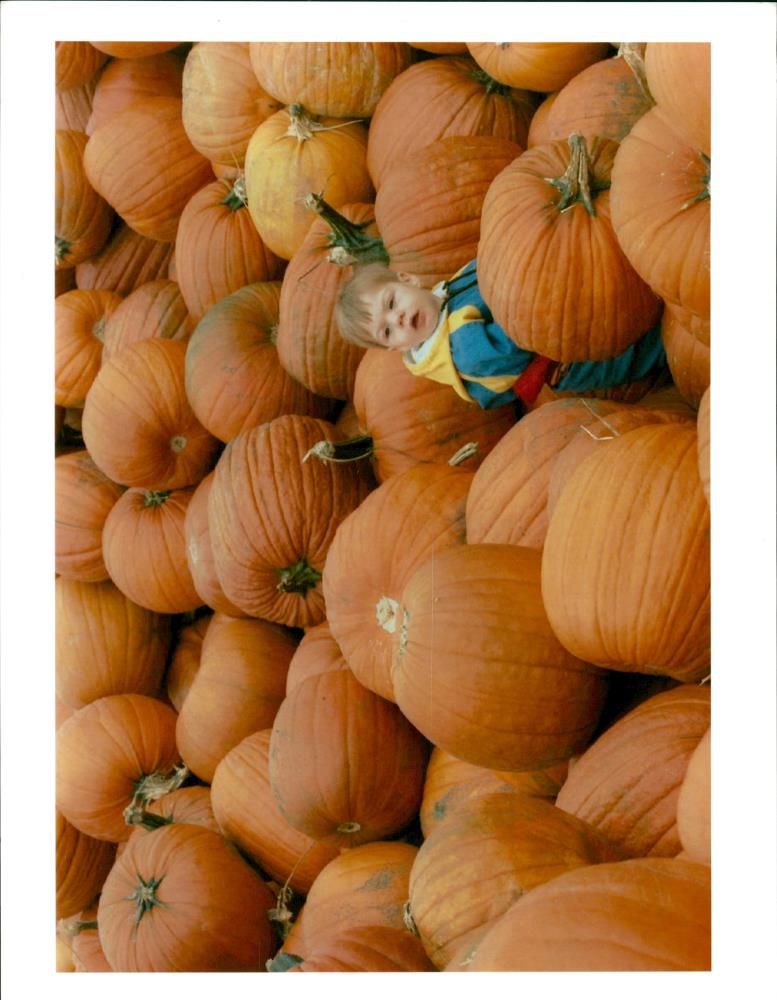 Pumpkin Squash - Vintage Photograph