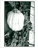 Pumpkin Squash - Vintage Photograph