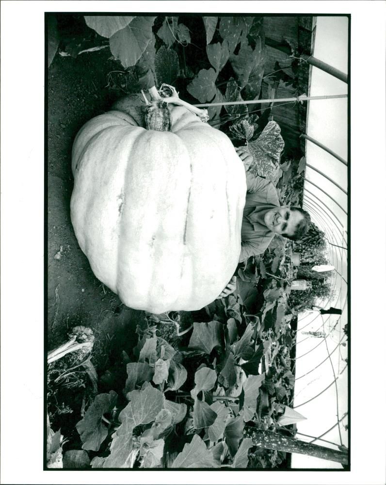 Pumpkin Squash - Vintage Photograph