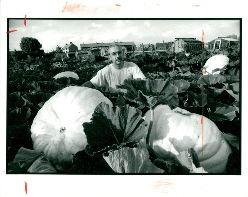 Pumpkin Squash - Vintage Photograph