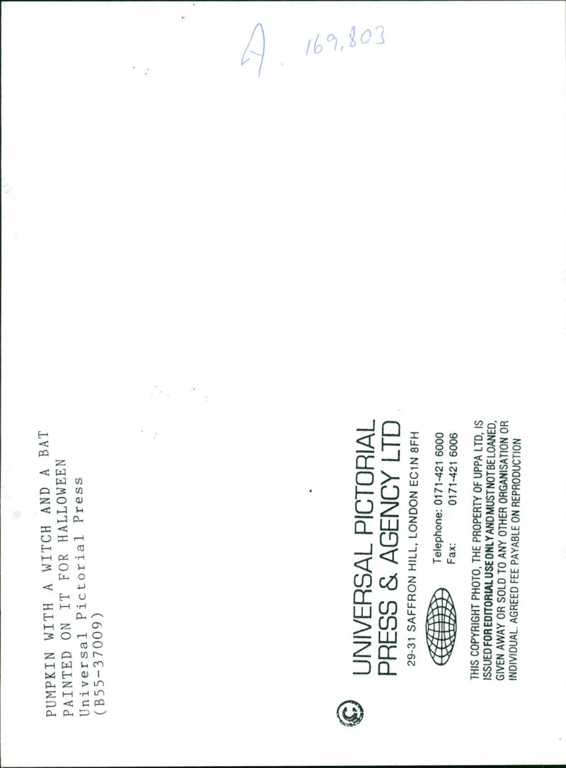 Pumpkin Squash - Vintage Photograph