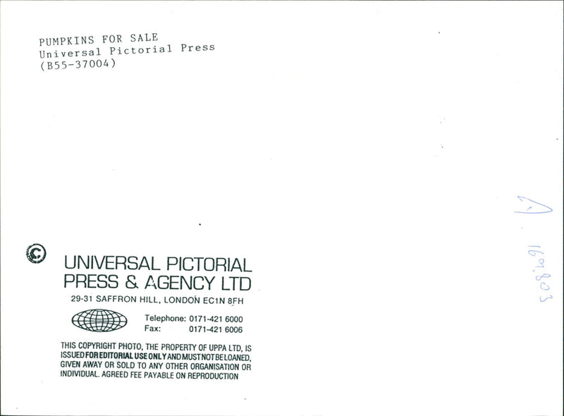 Pumpkin Squash - Vintage Photograph