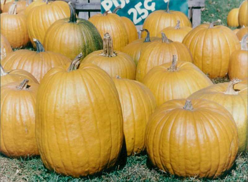 Pumpkin Squash - Vintage Photograph