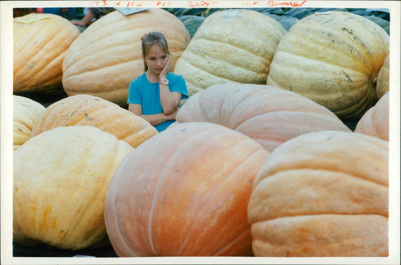 Pumpkin Squash - Vintage Photograph
