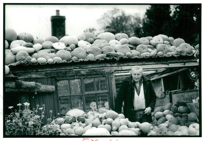 Pumpkin Squash - Vintage Photograph