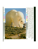Resident calmly walks his two dogs near the balloon polar bear. - Vintage Photograph