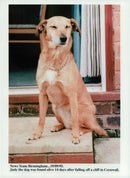 Judy, the Dog, Saved Afer 14 Days - Vintage Photograph