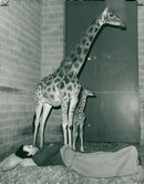 Giraffe - Vintage Photograph