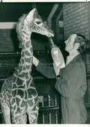 Giraffe - Vintage Photograph
