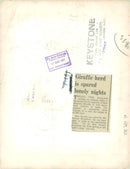 Giraffe - Vintage Photograph