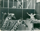 Giraffe - Vintage Photograph