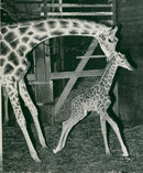 Giraffe - Vintage Photograph