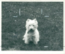 Dog. - Vintage Photograph