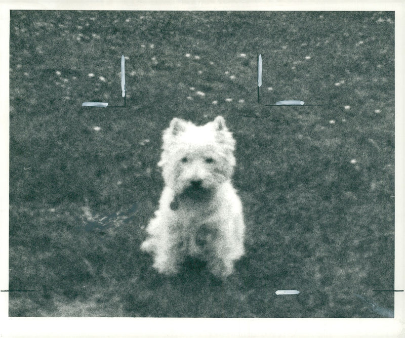 Dog. - Vintage Photograph