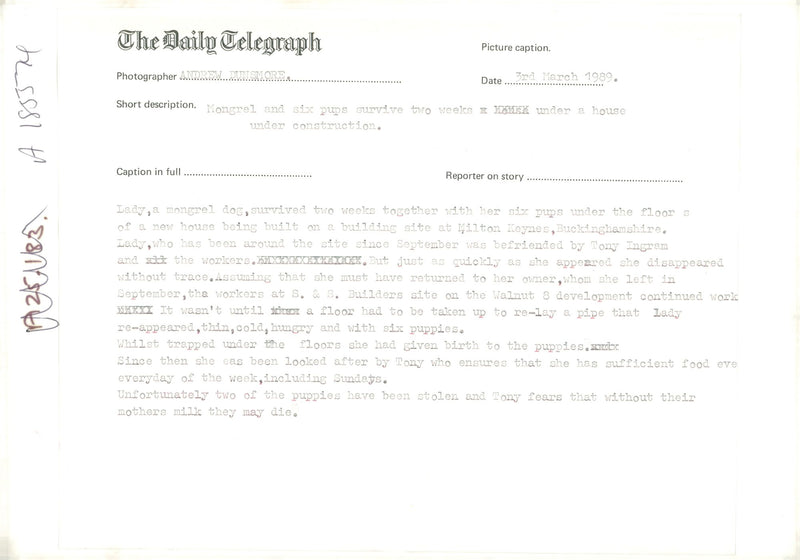 Mongrel and six pups survive two weeks under a house under construction. - Vintage Photograph