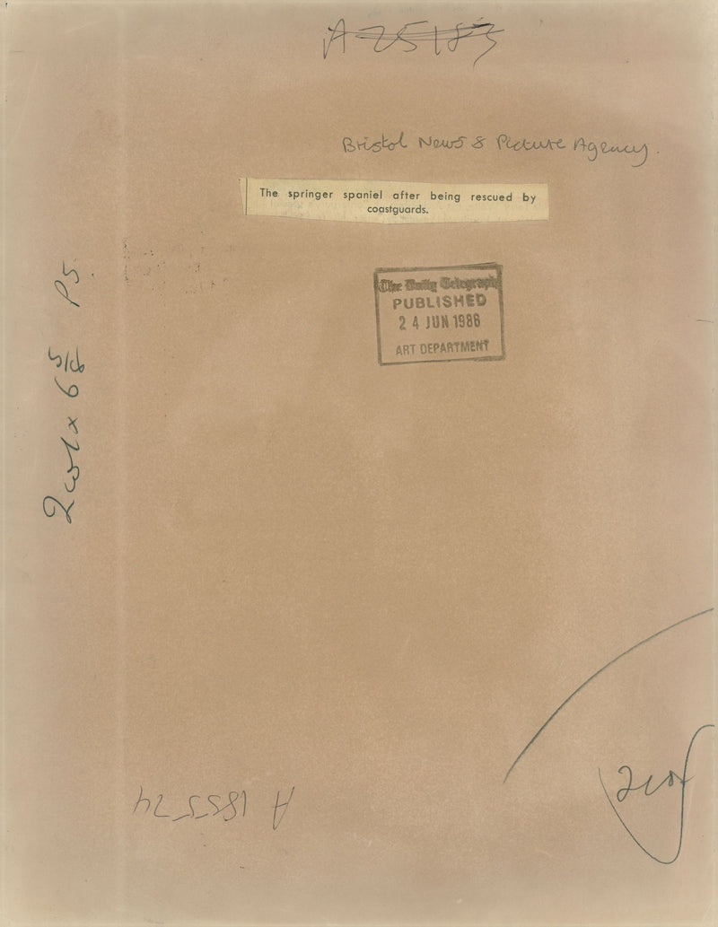 The springer spaniel after being rescued by coastguards. - Vintage Photograph