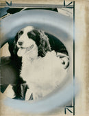 The springer spaniel after being rescued by coastguards. - Vintage Photograph