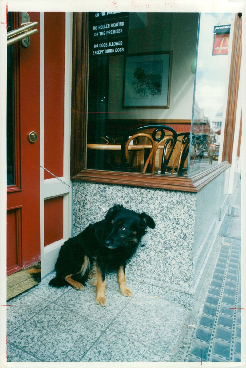 Dog. - Vintage Photograph