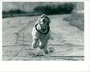 Dog. - Vintage Photograph