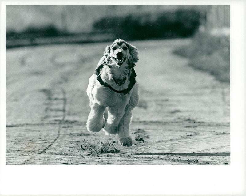 Dog. - Vintage Photograph