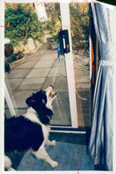 Dog. - Vintage Photograph