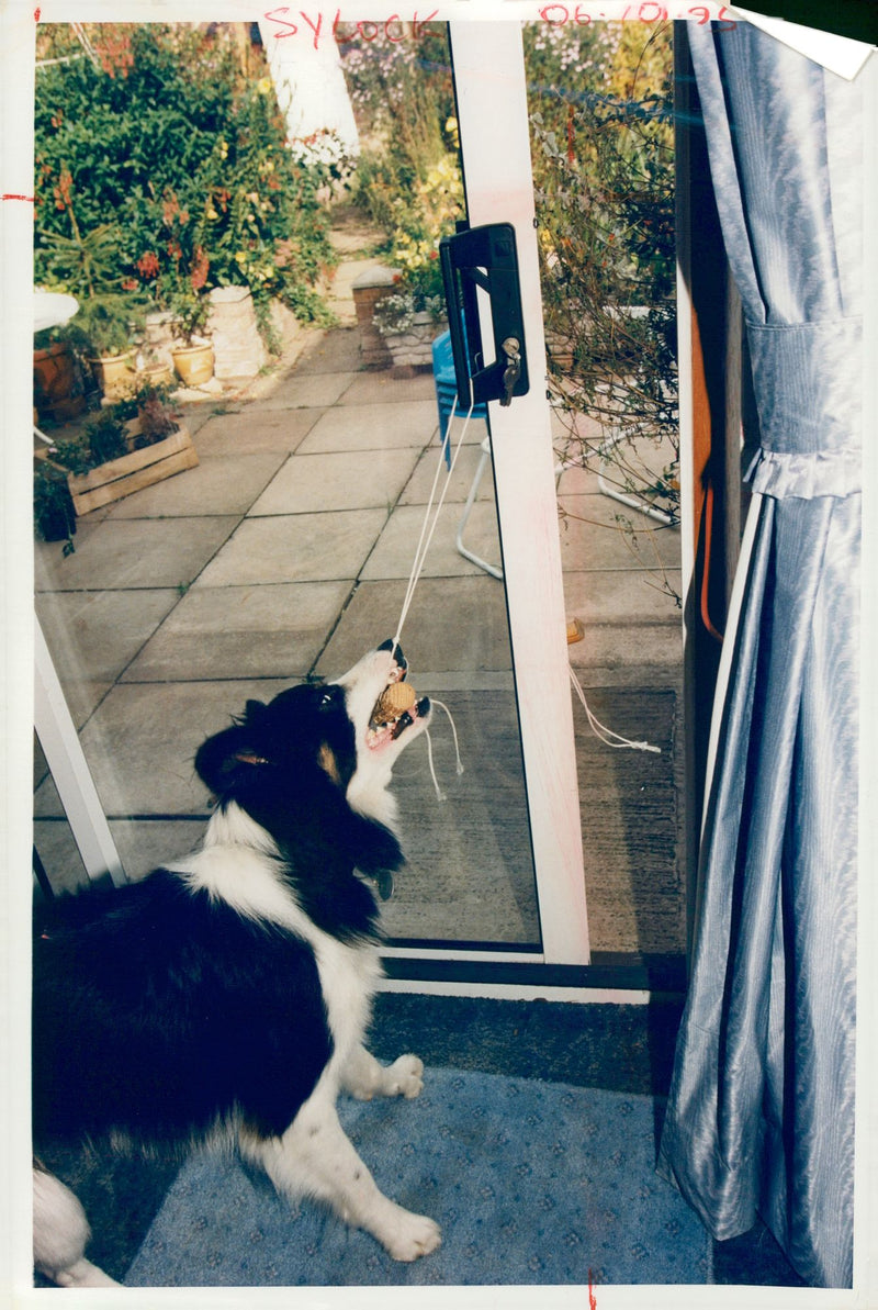 Dog. - Vintage Photograph