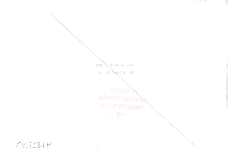 Dogs with a man. - Vintage Photograph