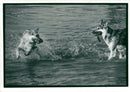 Two Dogs. - Vintage Photograph