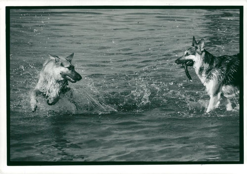 Two Dogs. - Vintage Photograph