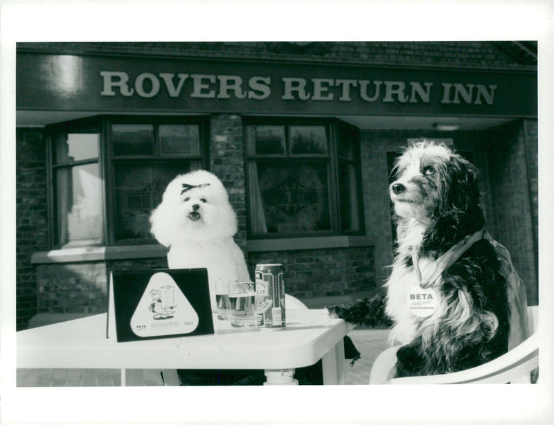 Speckle and arabella launch the beta petfoods golden bowl award. - Vintage Photograph