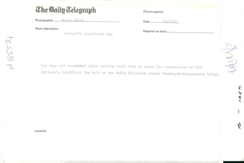 Two dogs get aquainted while waiting their turn to enter the competition. - Vintage Photograph