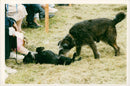 Two dogs get aquainted while waiting their turn to enter the competition. - Vintage Photograph
