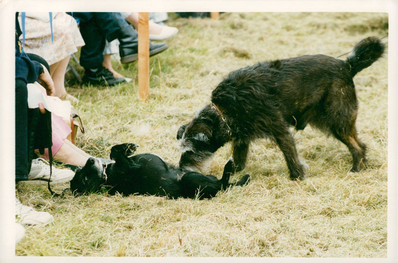 Two dogs get aquainted while waiting their turn to enter the competition. - Vintage Photograph