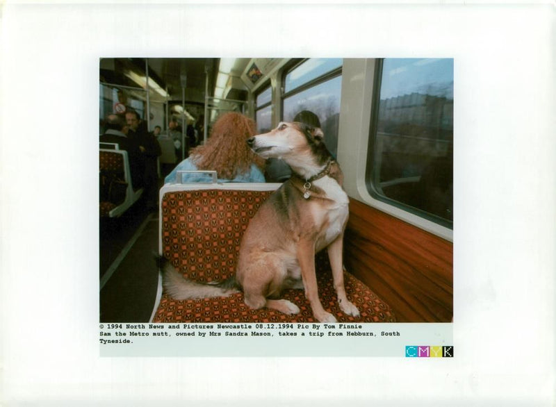 Dog general. - Vintage Photograph