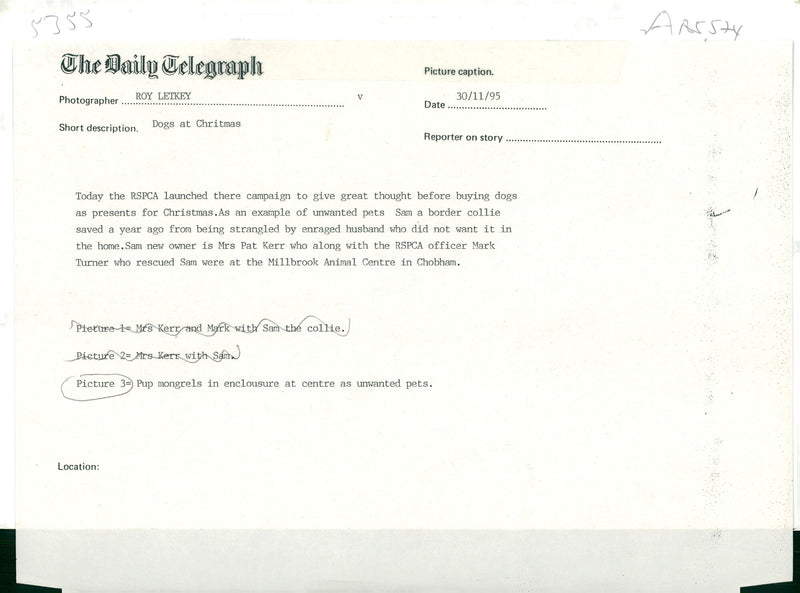 Dogs at chrismas. - Vintage Photograph