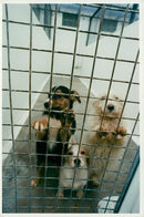 Dogs at chrismas. - Vintage Photograph