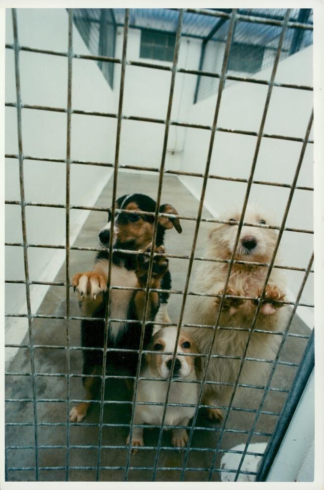Dogs at chrismas. - Vintage Photograph