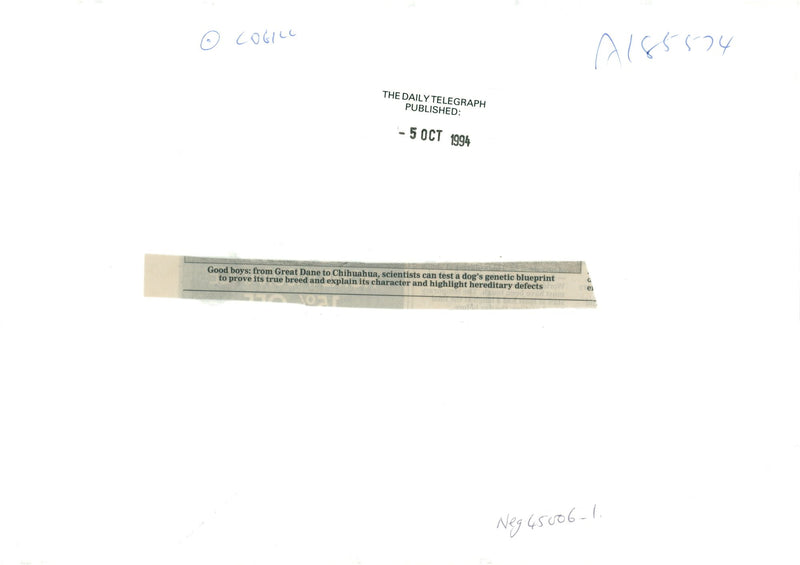 Good boys from great dance to chihuahua scientists can test a dogs genetic. - Vintage Photograph