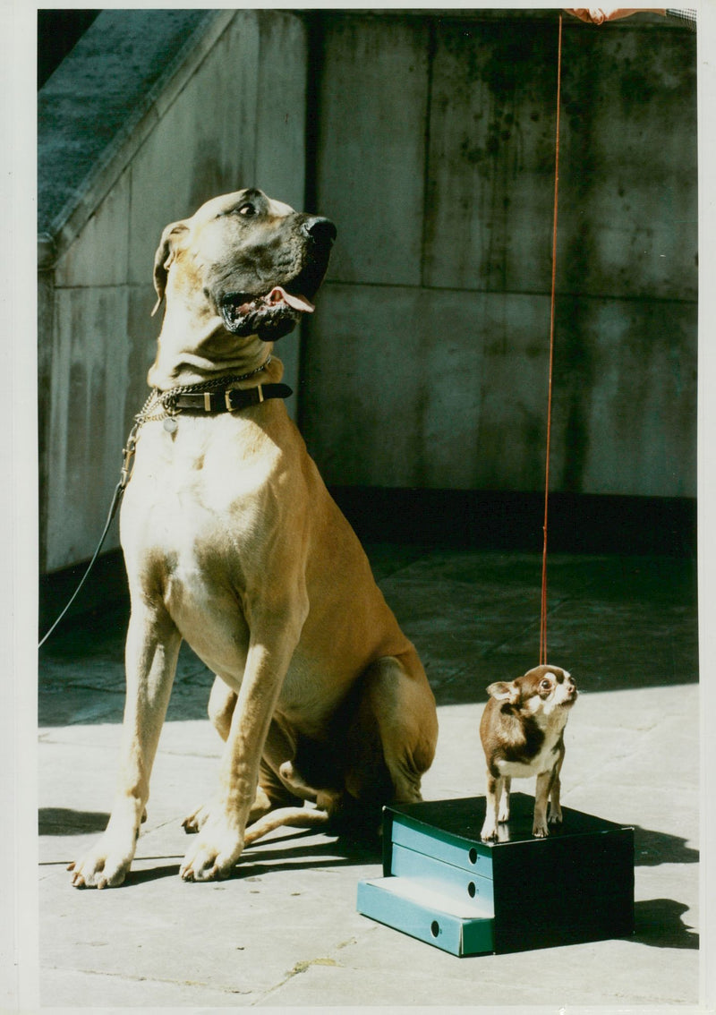 Good boys from great dance to chihuahua scientists can test a dogs genetic. - Vintage Photograph