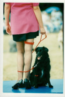 Dog and Rosemary raynham. - Vintage Photograph