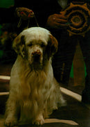 Westmenster Dog. - Vintage Photograph