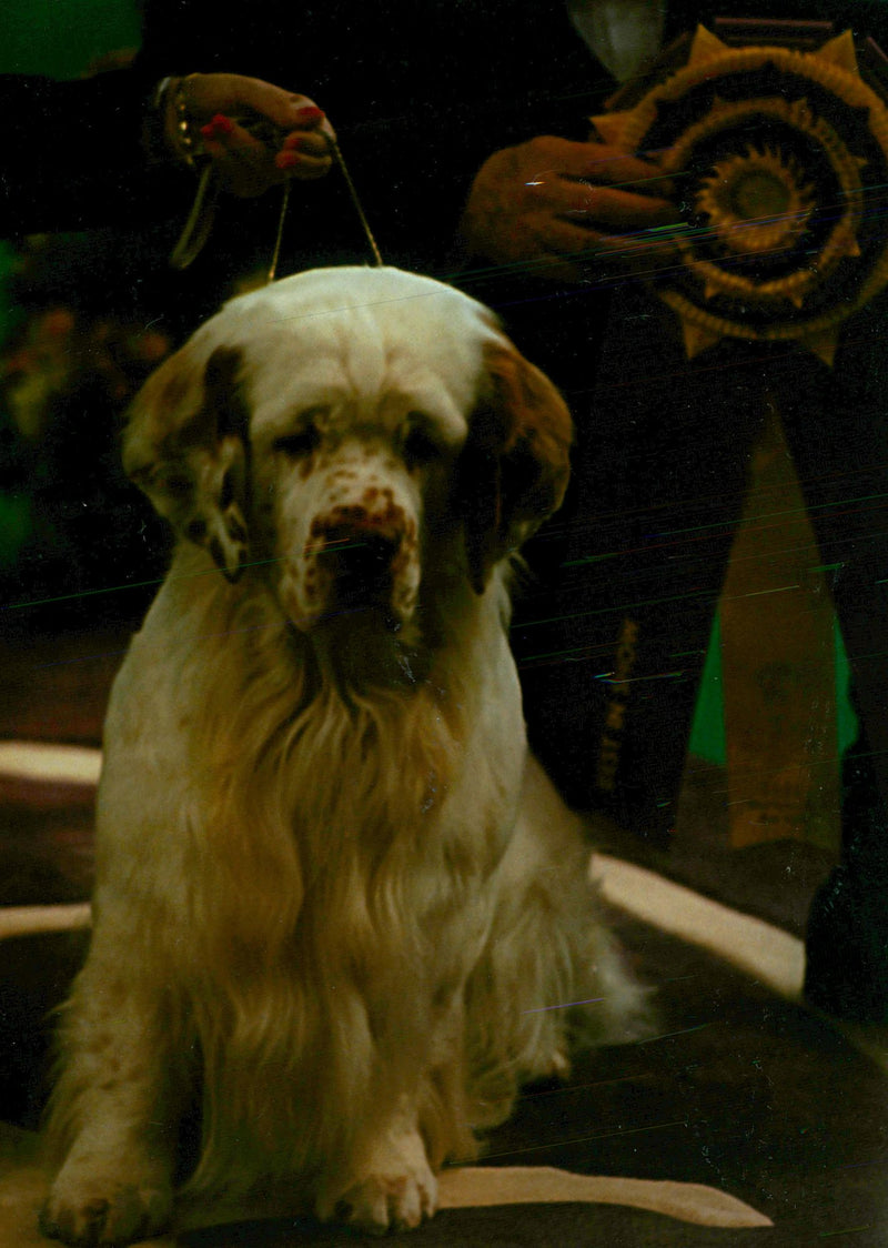 Westmenster Dog. - Vintage Photograph