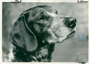 Dog aggeis aggregate. - Vintage Photograph