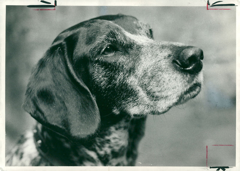 Dog aggeis aggregate. - Vintage Photograph