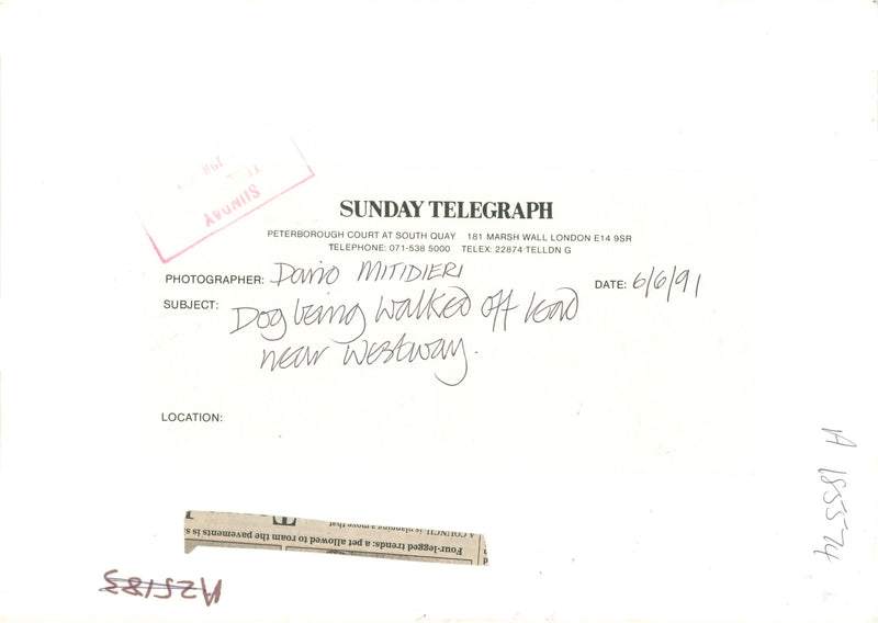 Four legged trends a pet allowed to roam the pavements. - Vintage Photograph