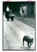 Four legged trends a pet allowed to roam the pavements. - Vintage Photograph