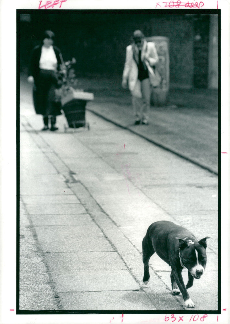 Four legged trends a pet allowed to roam the pavements. - Vintage Photograph